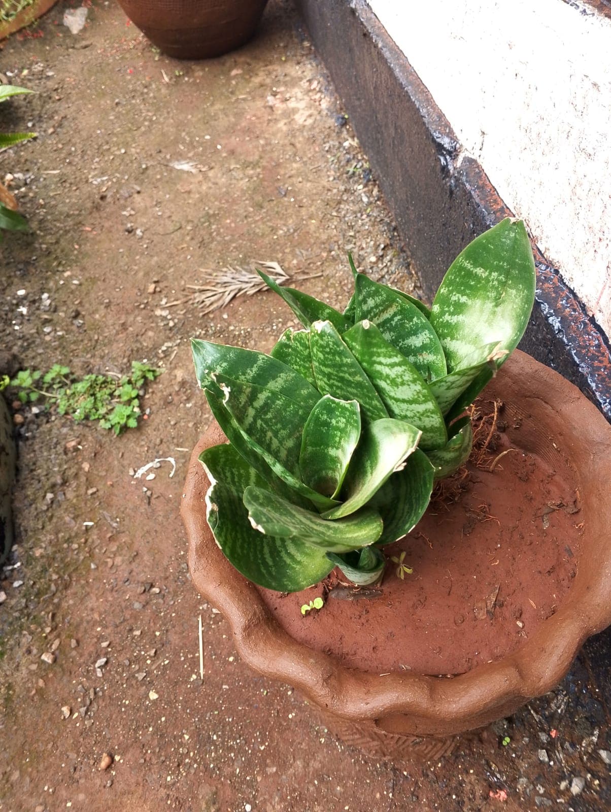 Birds Nest Sansevieria