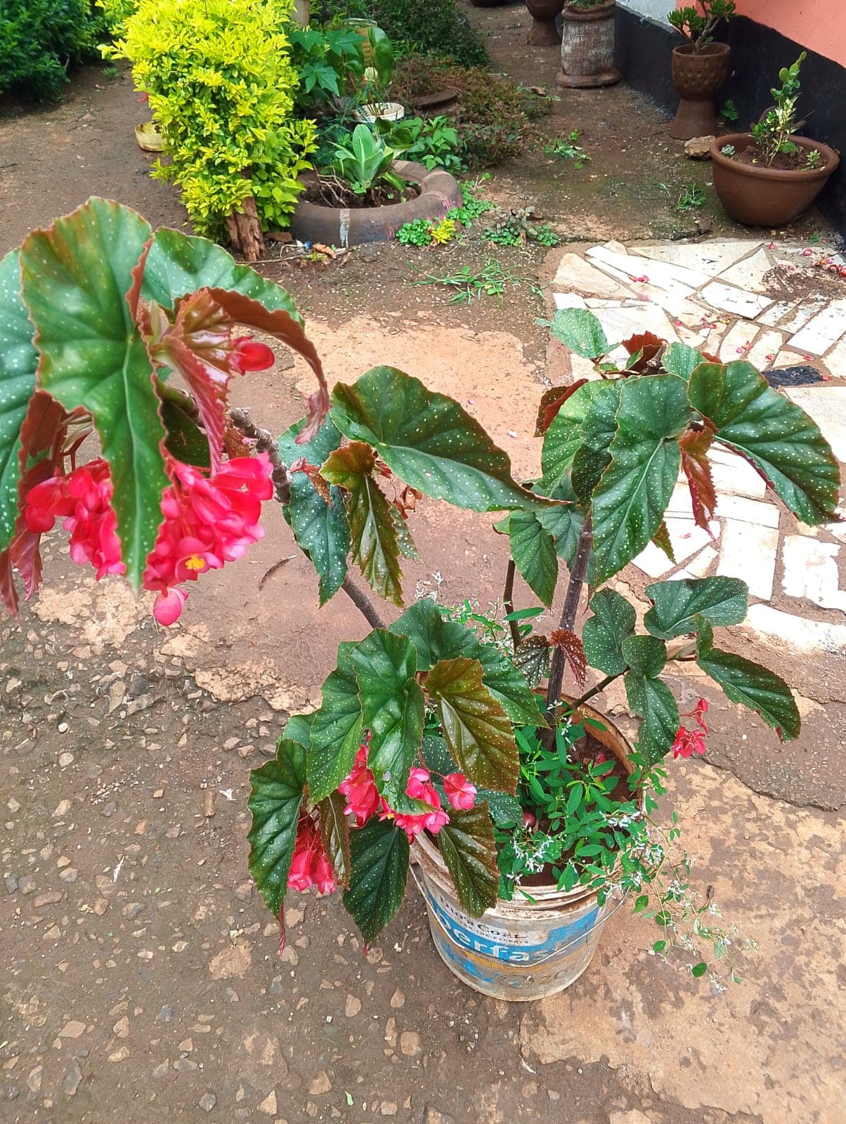 Flowering Begonia
