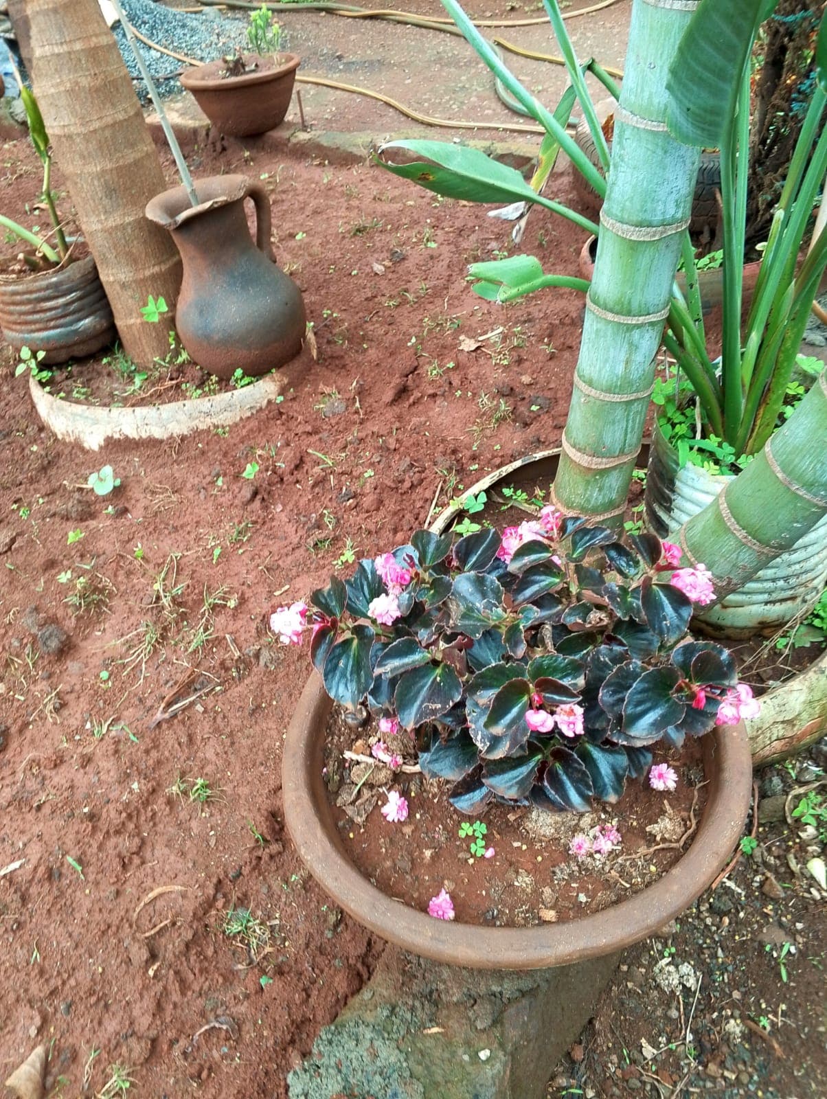 Begonia Rex