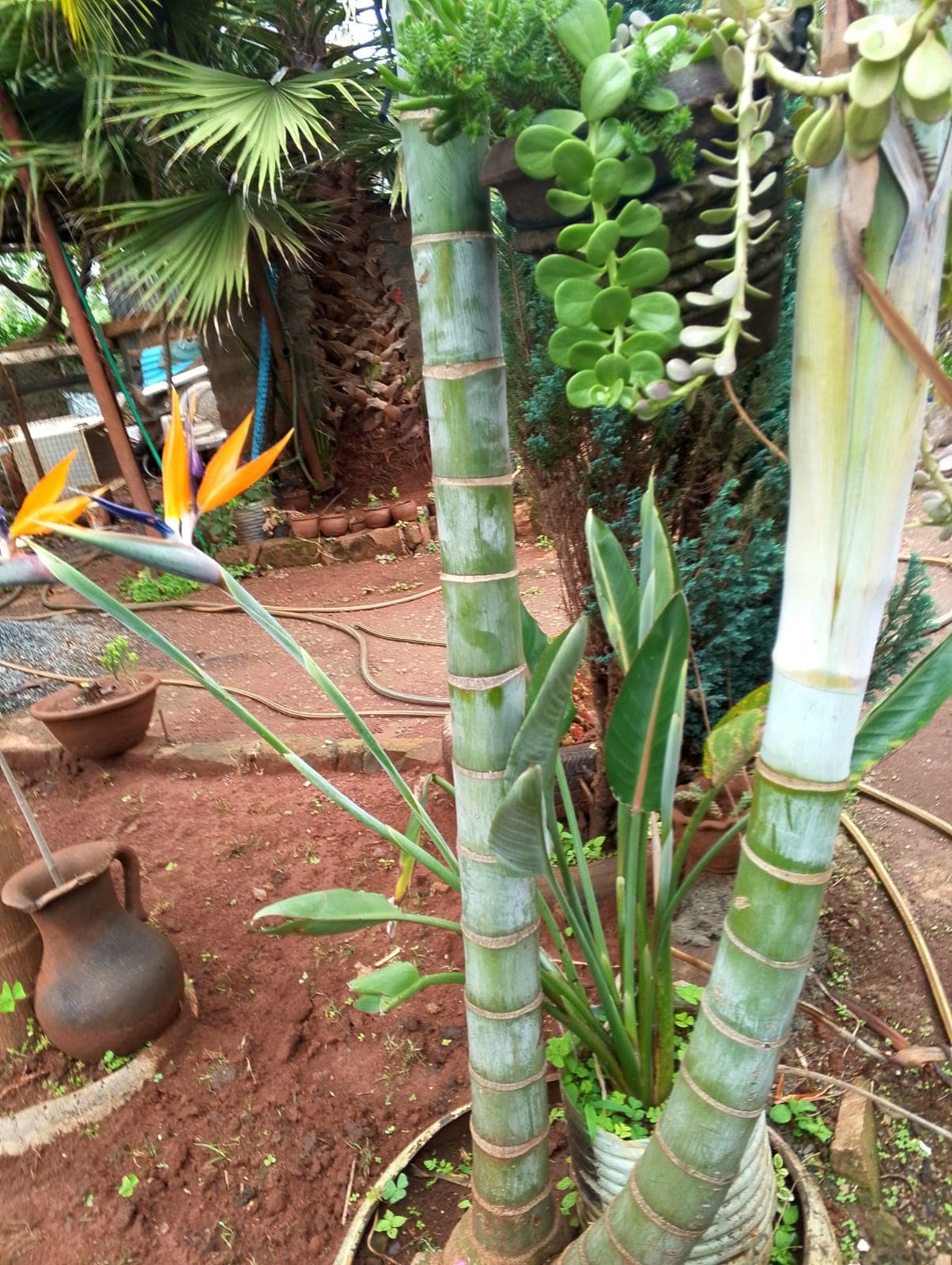 Natural Plants