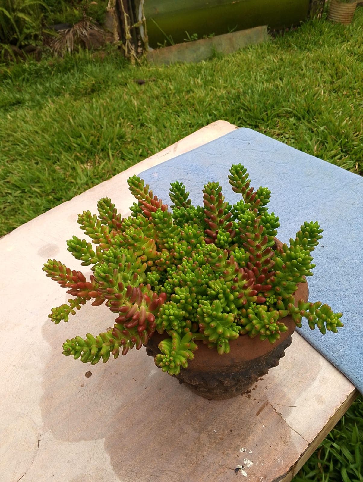 Jelly Bean Succulent