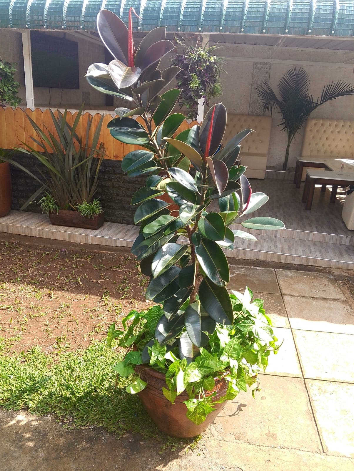 Rubber Plant