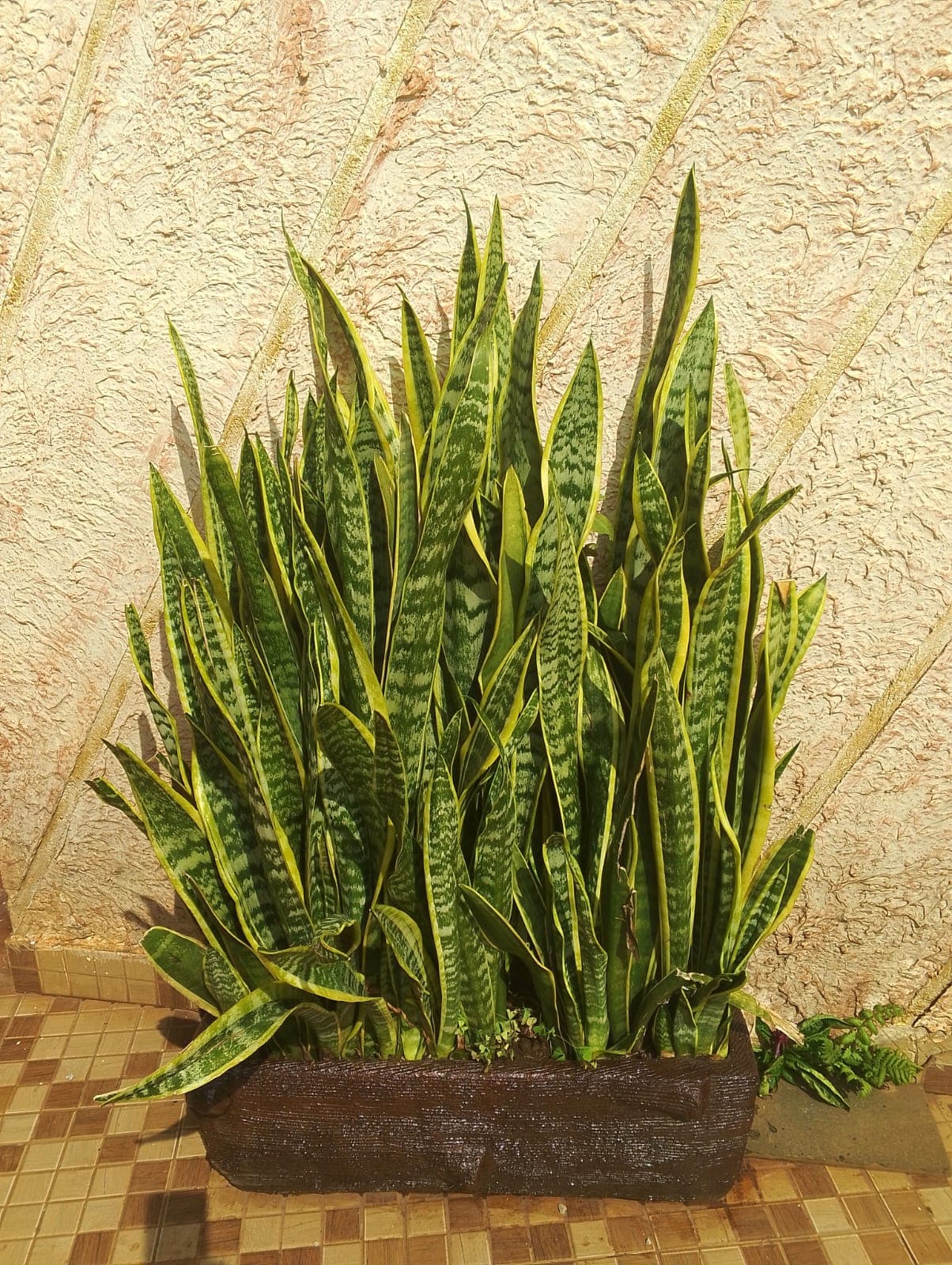 Snake Plant